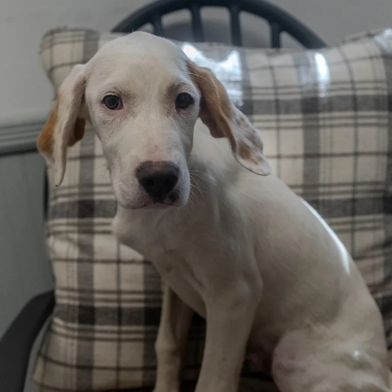A baby medium-sized male White / Cream Brittany Spaniel dog named Danno for adoption in Pawling, NY