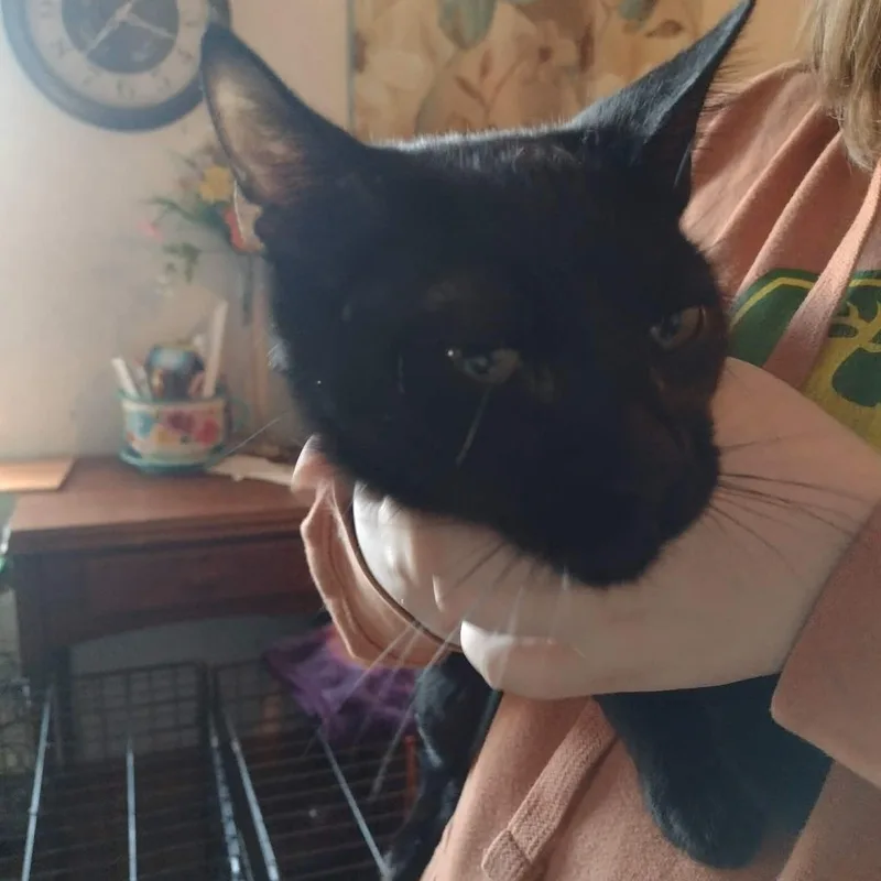 A baby medium-sized male American Shorthair cat named Jalapeno for adoption in Yukon, OK