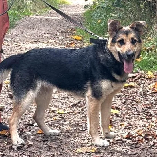 A young medium-sized female Black German Shepherd Dog dog named Torrie for adoption in Morristown, NJ