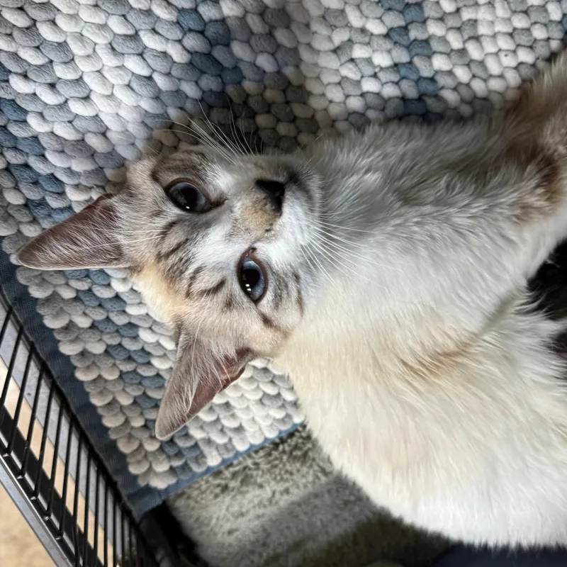An adult medium-sized female White Siamese cat named Tiffany for adoption in Fredericksburg, TX