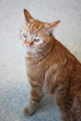 A senior large-sized female Domestic Short Hair cat named Baby Girl for adoption in Pequot Lakes, MN