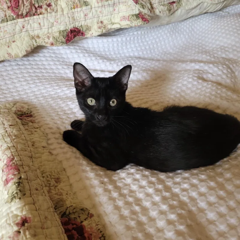 Darling Tulip