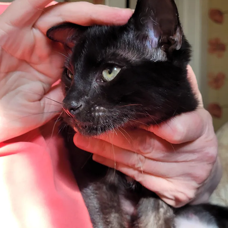 Darling Tulip thumbnail 4