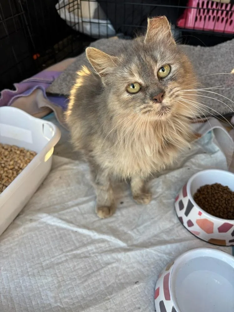 An adult small-sized female Gray / Blue / Silver Domestic Long Hair cat named Tatelynn for adoption in Mooresville, NC