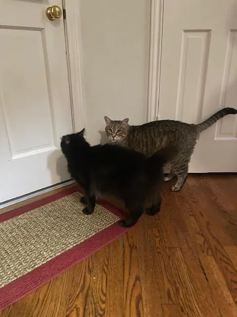 Francisco thumbnail 2