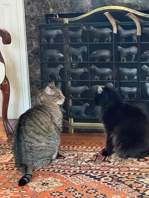 Francisco thumbnail 3