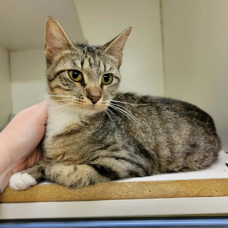 A young medium-sized female Brown / Chocolate Domestic Short Hair cat named Wilhelmina for adoption in Columbia, MO