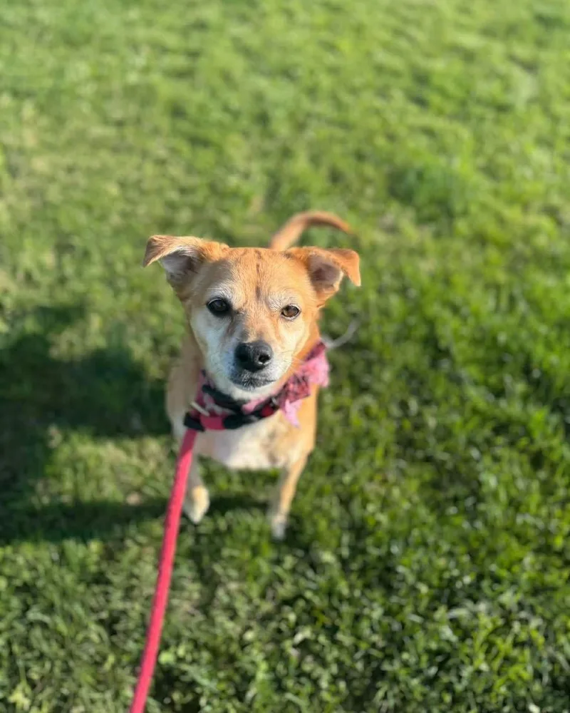 An adult small-sized female Golden Mixed Breed dog named Bernie for adoption in Essex, MD
