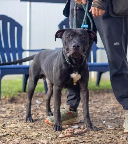 An adult large-sized male Mixed Breed dog named Dingle for adoption in Chamblee, GA