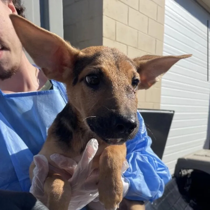 A baby large-sized female German Shepherd Dog dog named Chloe for adoption in Farmersville, OH