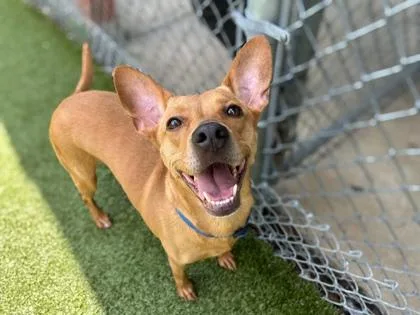 An adult medium-sized female Terrier dog named Aliyah for adoption in Gainesville, FL