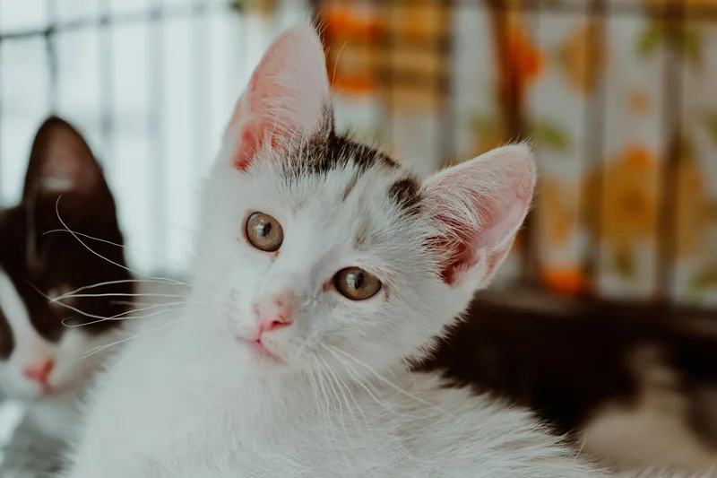 A baby medium-sized male Domestic Short Hair cat named Pig for adoption in Le Mars, IA