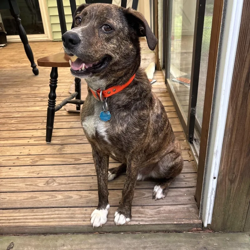 An adult medium-sized male Brindle Mountain Cur dog named Gus for adoption in Chicopee, MA