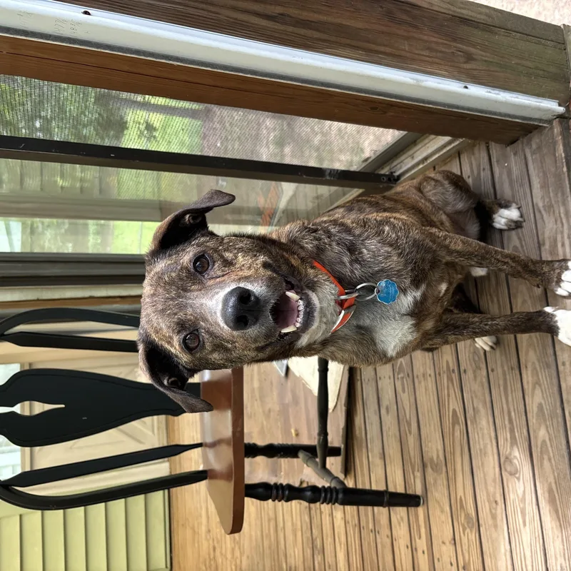 Gus thumbnail 3