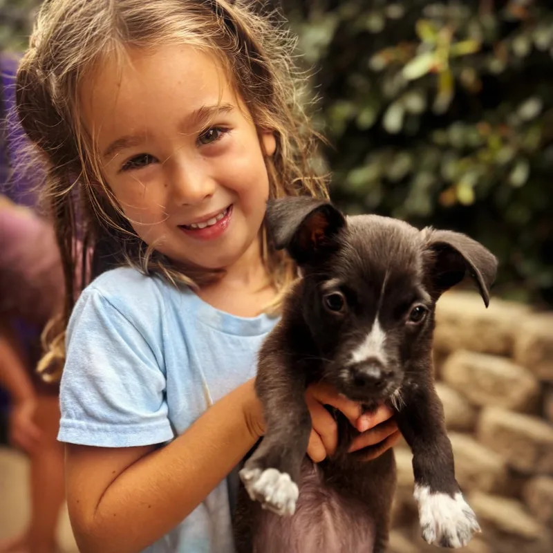 A baby medium-sized female Black American Staffordshire Terrier dog named Mel for adoption in Corona Del Mar, CA