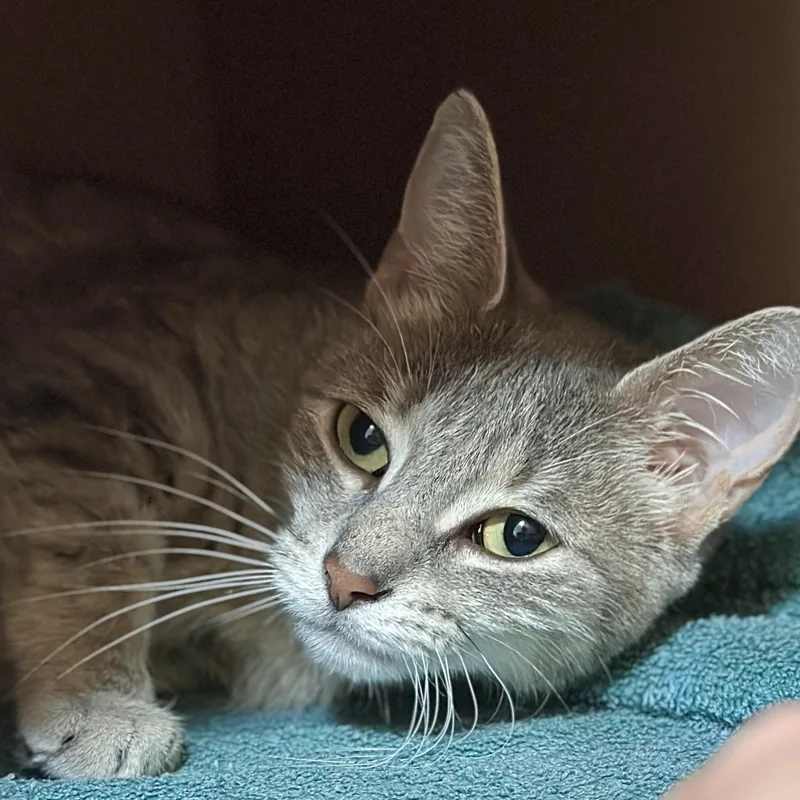A young medium-sized female Tabby (Gray / Blue / Silver) Domestic Short Hair cat named Misty for adoption in Victor, NY