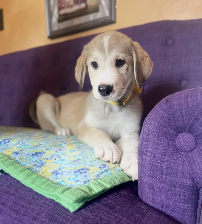 A baby medium-sized male Great Pyrenees dog named Sunny Lonestar for adoption in Rockaway, NJ