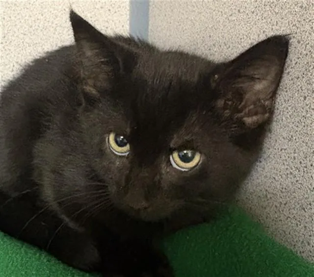 A baby small-sized female Domestic Short Hair cat named Dime for adoption in Aliquippa, PA