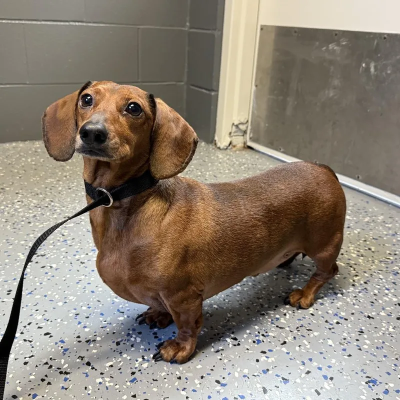 An adult small-sized male Red / Chestnut / Orange Dachshund dog named Tuscstray for adoption in Tuscaloosa, AL