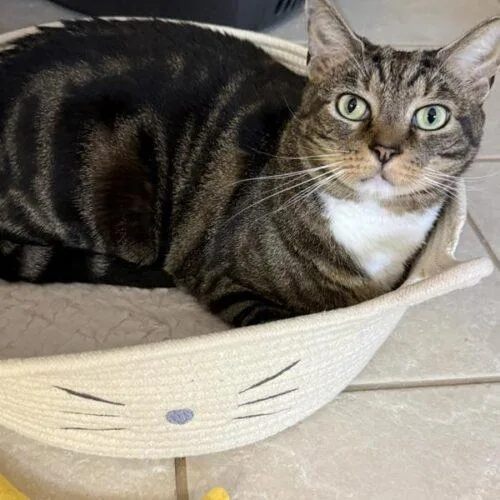 A young medium-sized male Tabby (Brown / Chocolate) Domestic Short Hair cat named Charlie F for adoption in Tampa, FL
