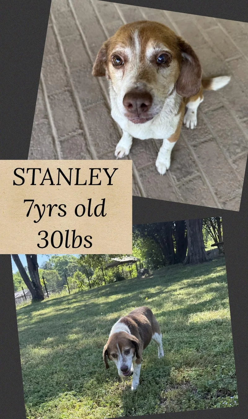 An adult medium-sized male Beagle dog named Stanley for adoption in Holbrook, NY