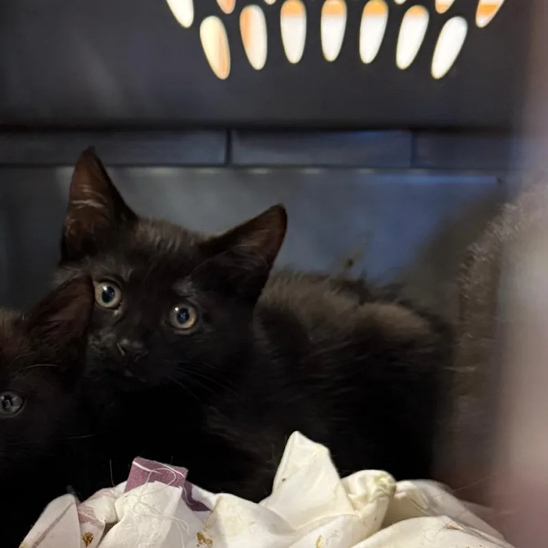 A baby small-sized male Black Domestic Short Hair cat named Goblin for adoption in Ashtabula, OH