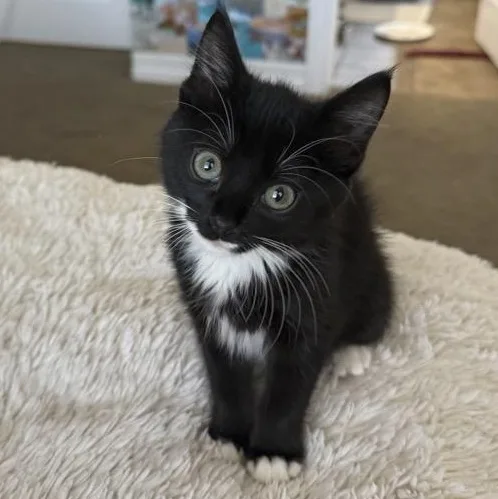 A baby small-sized female Black & White / Tuxedo Domestic Medium Hair cat named Jessie Nicholls for adoption in Morrison, CO
