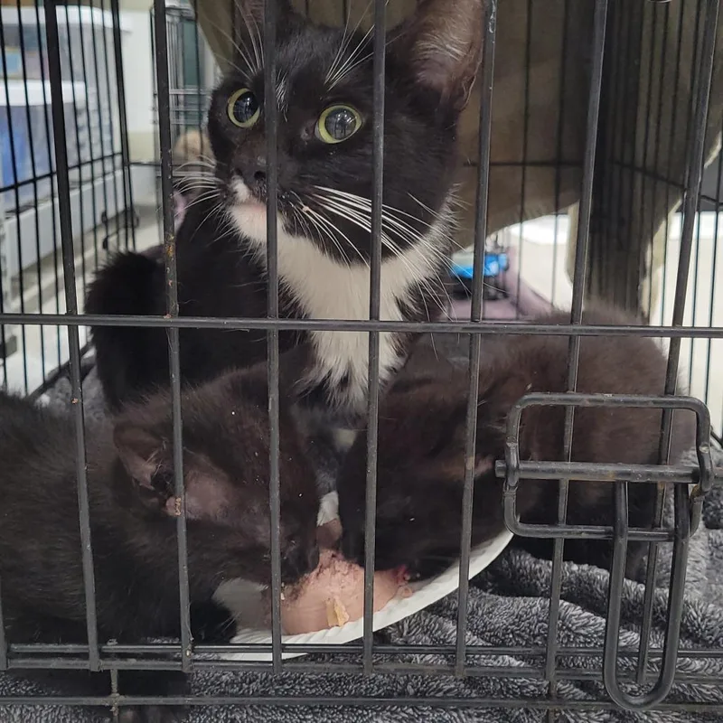 An adult medium-sized female Black Domestic Short Hair cat named A Mosi for adoption in Centralia, WA
