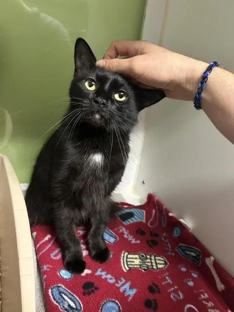 An adult medium-sized female Black Domestic Short Hair cat named Maria for adoption in Muskegon, MI