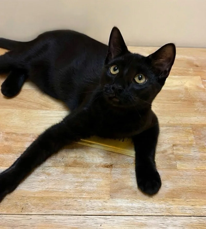 A young medium-sized female Black Domestic Short Hair cat named Angel for adoption in Blasdell, NY