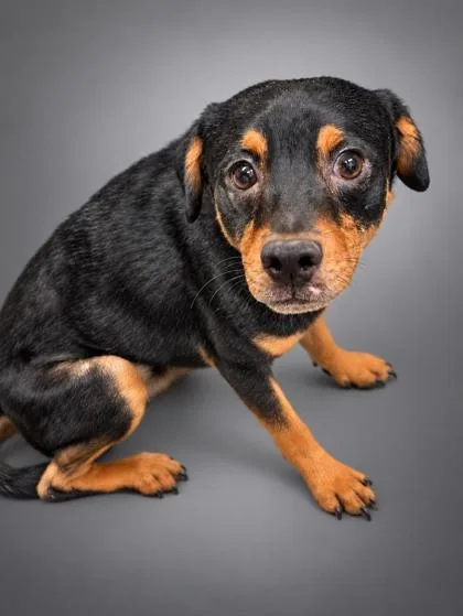 An adult medium-sized male Labrador Retriever dog named David for adoption in Bowling Green, KY