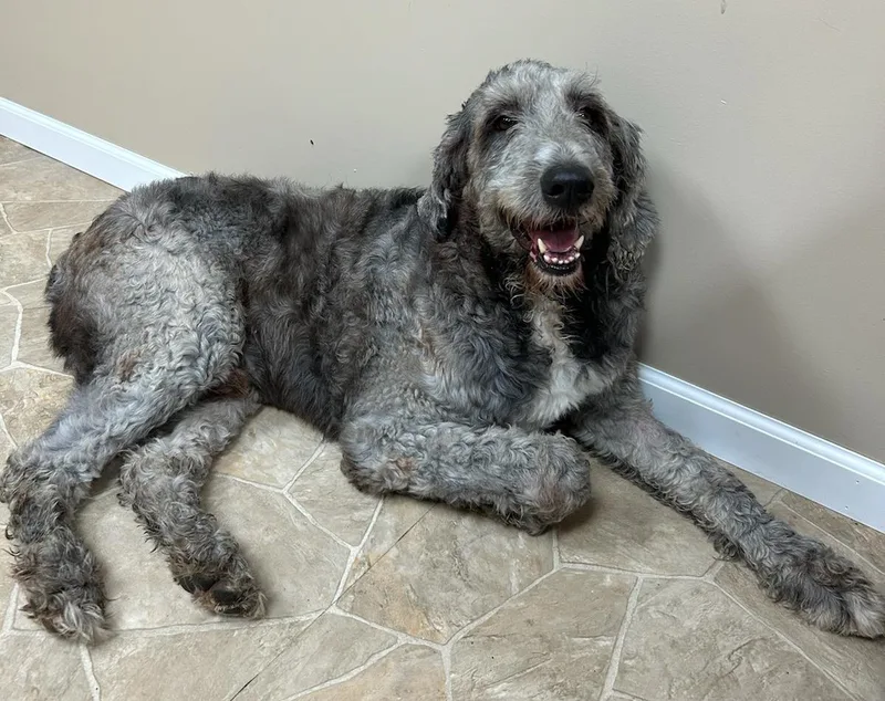 Einstein thumbnail 2