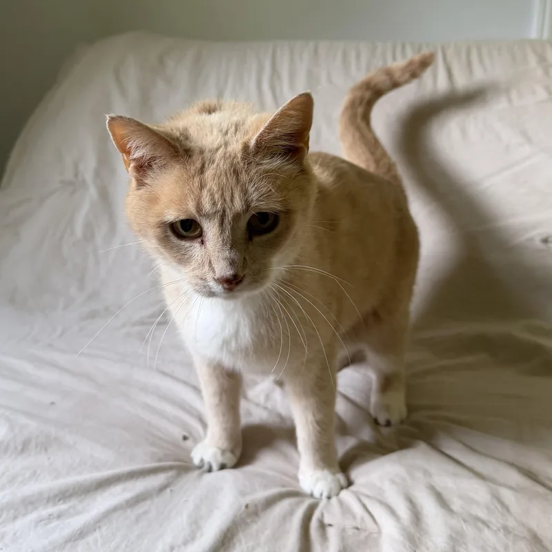 A young medium-sized female Orange & White Domestic Short Hair cat named Punky for adoption in Lemoyne, PA