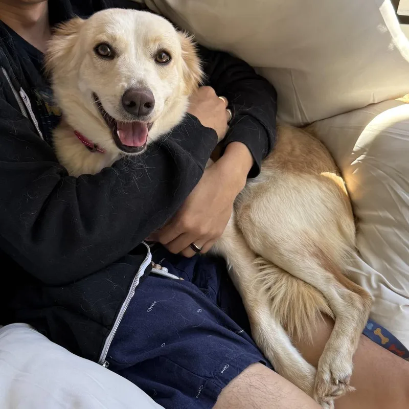 A young medium-sized female Apricot / Beige Spaniel dog named Callista for adoption in San Diego, CA