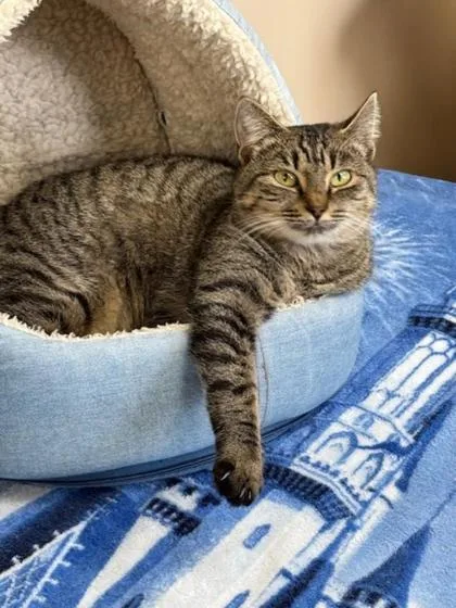 A young large-sized female Domestic Short Hair cat named Jazzy for adoption in Pompano Beach, FL