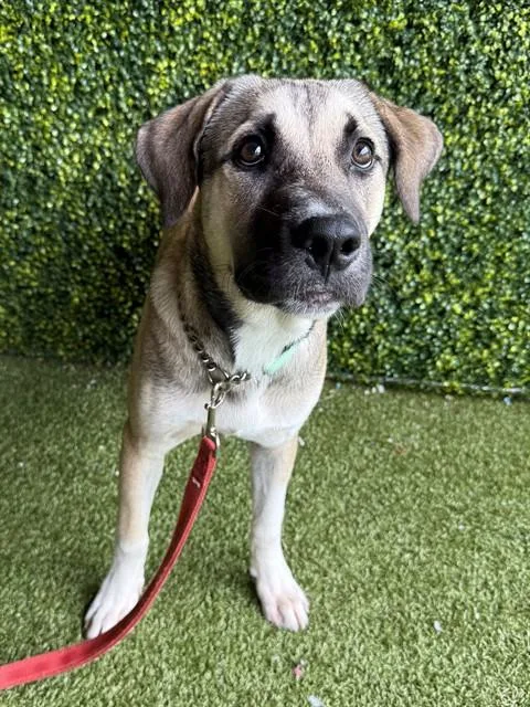 A young small-sized male Black Mouth Cur dog named Kirby for adoption in Naples, FL