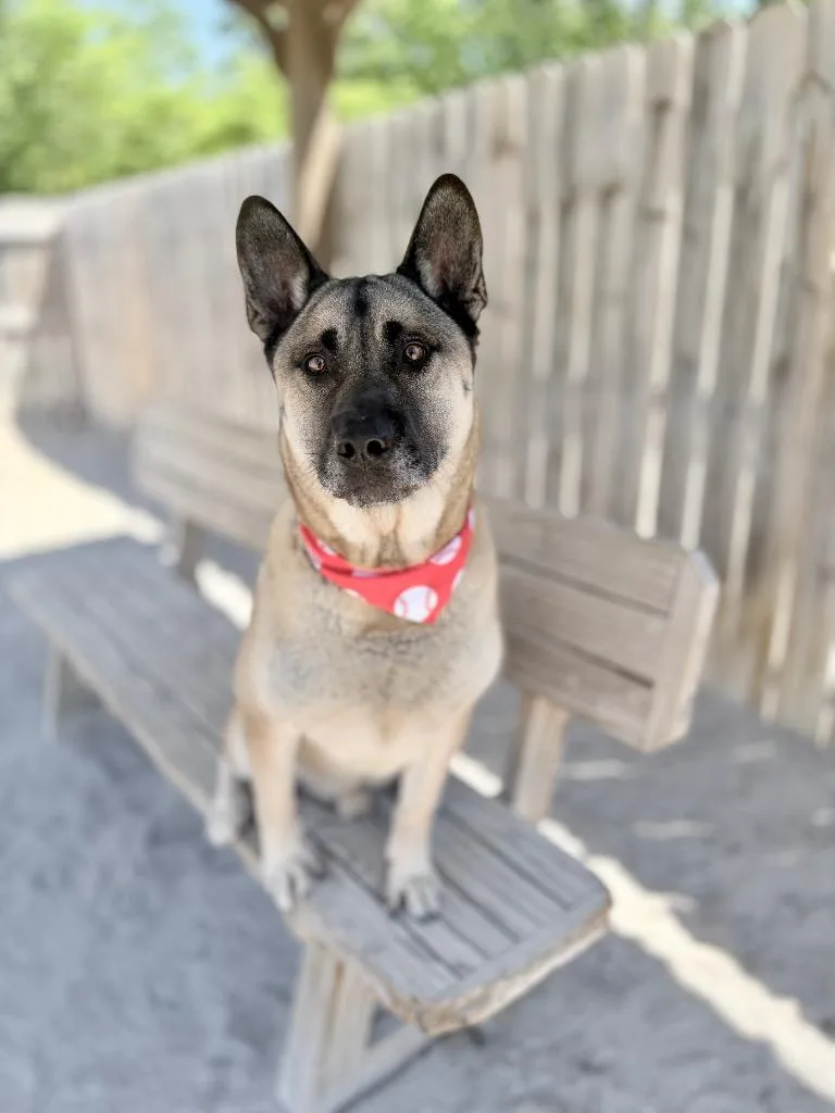 A young large-sized male Akita dog named Taka for adoption in Muskegon, MI