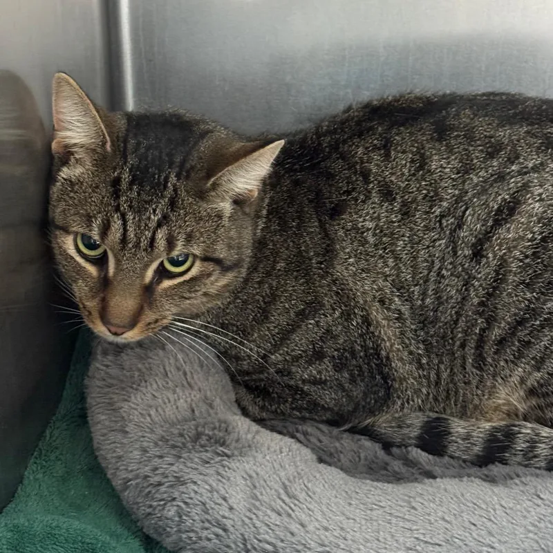 A young large-sized male Domestic Short Hair cat named Alfonso for adoption in Perkiomenville, PA