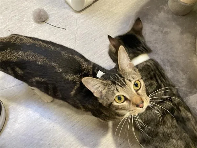 A young large-sized female Domestic Short Hair cat named Sandy for adoption in Tustin, CA