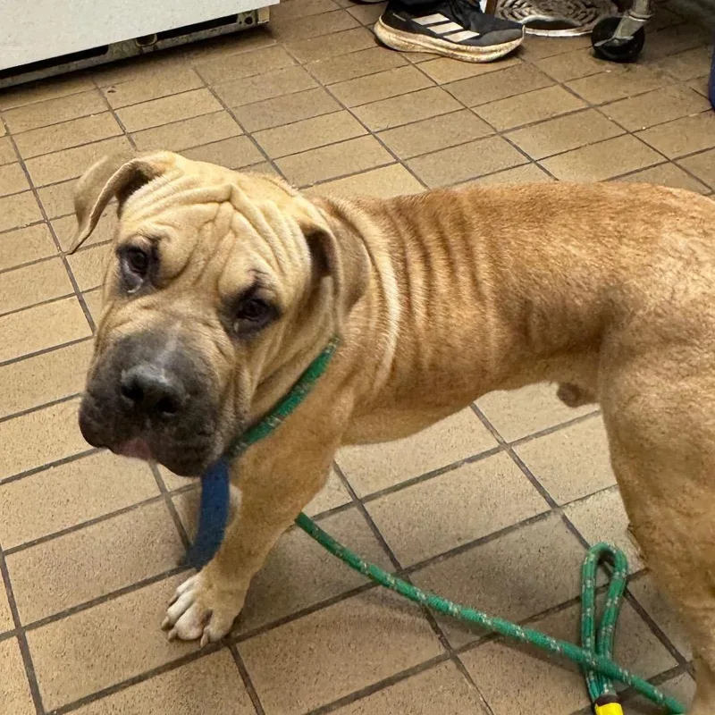 A young medium-sized male Shar-Pei dog named Loaf for adoption in Birmingham, AL