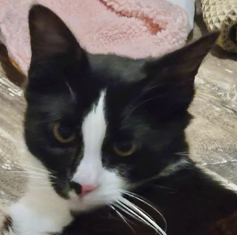 A young medium-sized male Black & White / Tuxedo Maine Coon cat named Gary for adoption in Bow, WA