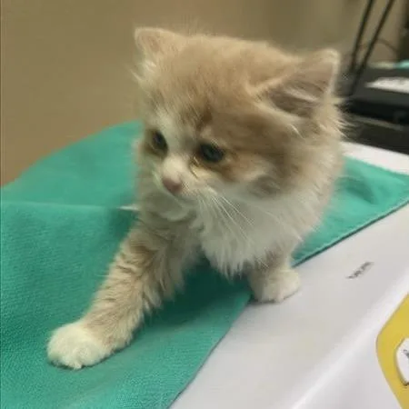 A baby small-sized female Orange / Red Domestic Medium Hair cat named Equinox for adoption in Tacoma, WA