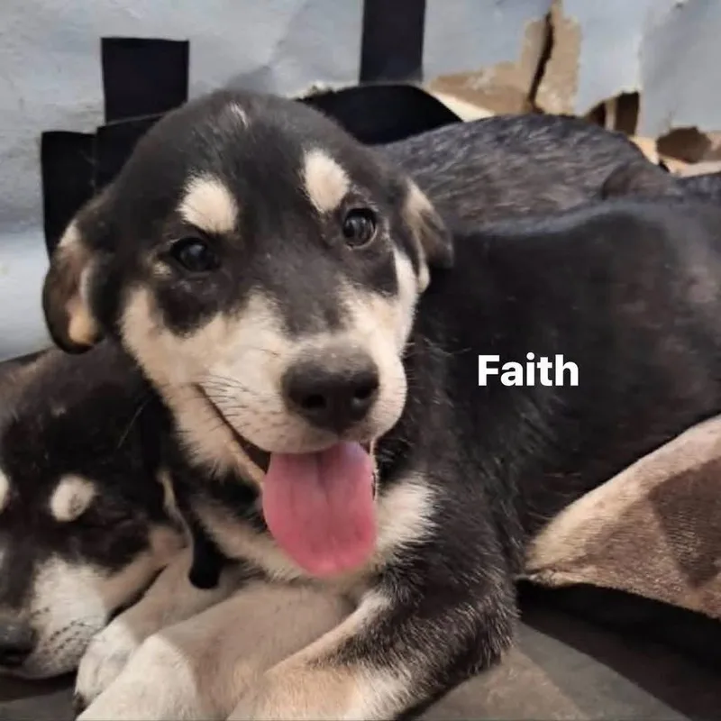 A baby large-sized female German Shepherd Dog dog named Faith for adoption in New London, WI