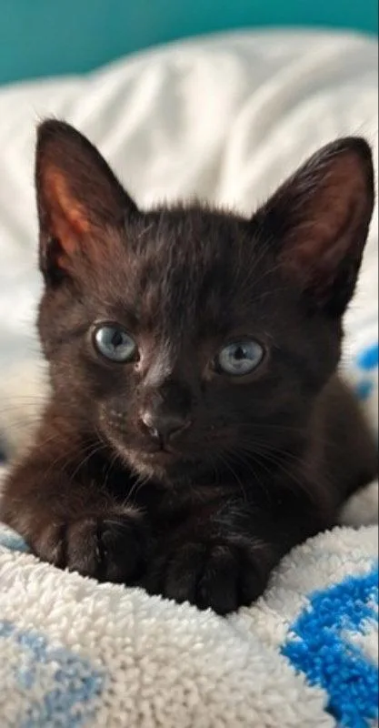 A young medium-sized female Black Bombay cat named Eve for adoption in Knoxville, TN