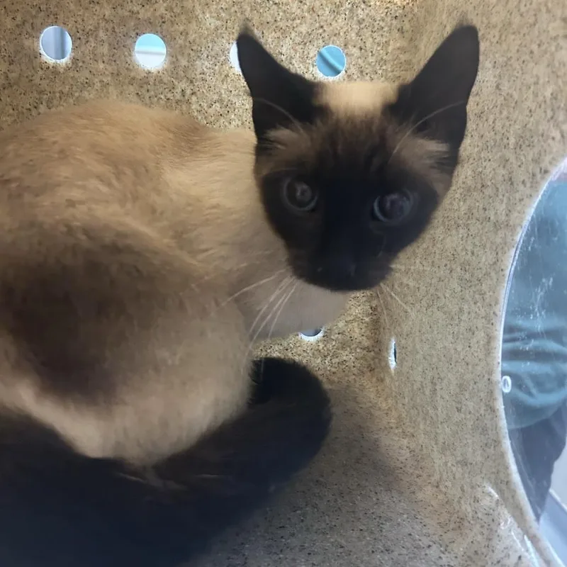 An adult medium-sized female Buff / Tan / Fawn Domestic Short Hair cat named Butters for adoption in Tacoma, WA