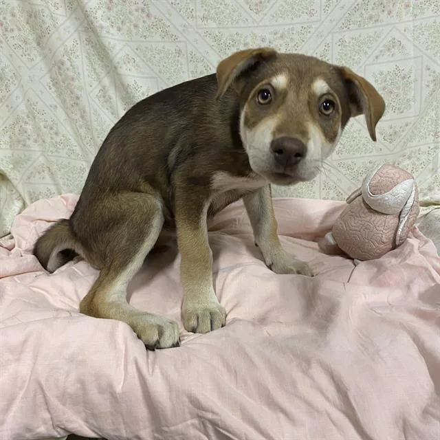 A young small-sized female German Shepherd Dog dog named Brownie for adoption in Modesto, CA