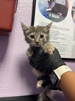 A baby small-sized female Gray / Blue / Silver Domestic Short Hair cat named 61112396 for adoption in El Paso, TX