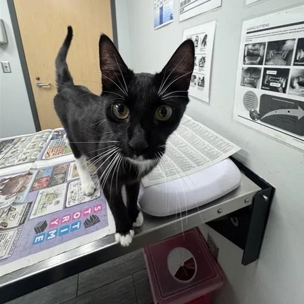 A young medium-sized female Black Domestic Short Hair cat named Libby for adoption in Jacksonville, FL