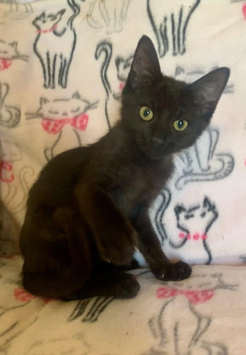 A young medium-sized male Black Domestic Short Hair cat named Storm for adoption in San Jose, CA