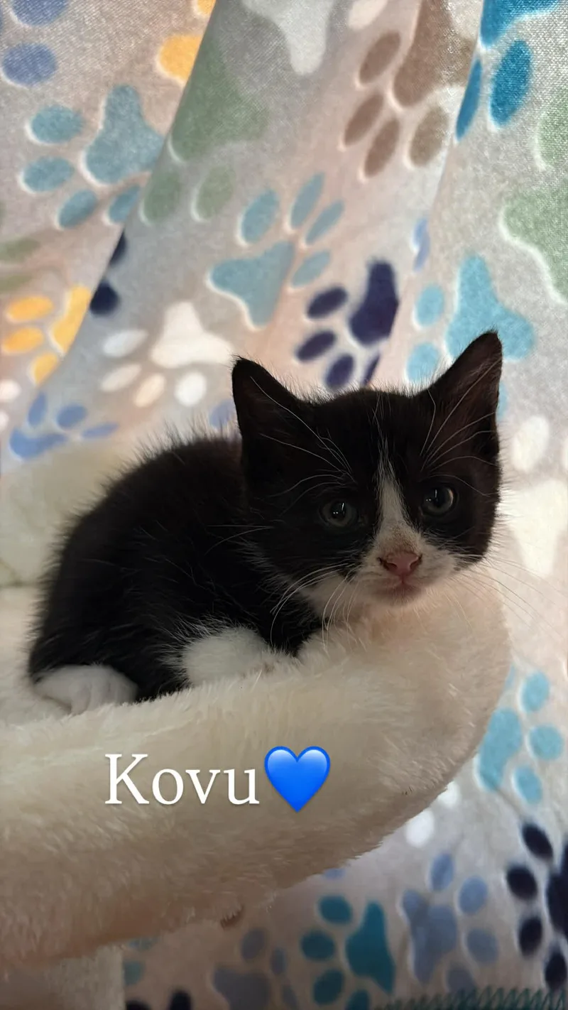 A baby small-sized male Black & White / Tuxedo Domestic Short Hair cat named Kovu Grace for adoption in Saunderstown, RI